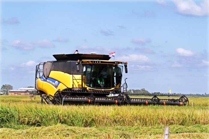 agricultura arroz granos cosecha exportacion 16