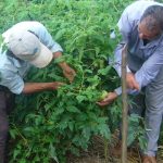 agricultura tomane familiar