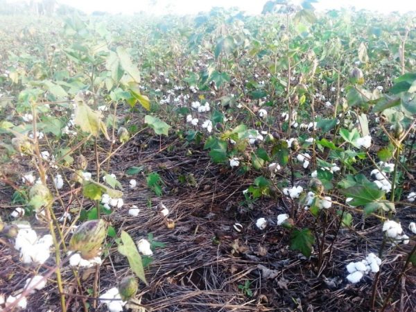 La siembra de algodón en el distrito de San Pedro del Paraná, del departamento de Itapúa Foto: MAG