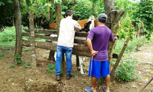 Técnicos del MAG instruyeron en vacunación bovina a productores del departamento de Cordillera Foto: MAG