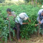 huerta tomate agricultura familiar