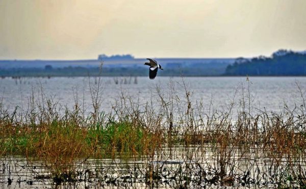 La fauna y flora que rodea al lago de la represa puede ser apreciada en su plenitud con el recorrido en la barcaza Foto: Itaipu
