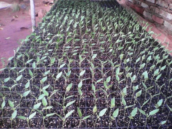 Los técnicos encontraron que el 100 por ciento de las plántulas se encontraban en periodo de germinación Foto: MAG