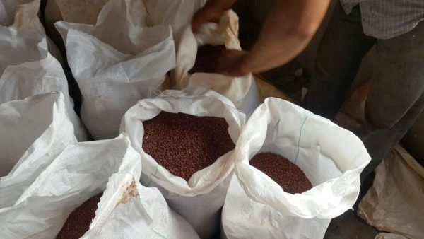 La buenísima producción de poroto de los agricultores Hilario López, Gabino Caballero y Ismael López Foto: MAG