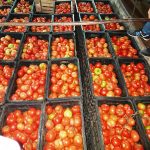 Cargamento de tomate retenido en el Puesto de Control Km 60