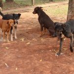 campaña de vacunacion- perros- desparasitacion 1