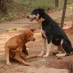 campaña de vacunacion- perros- desparasitacion