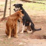 campaña de vacunacion- perros- desparasitacion 3