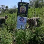plantacion de marihuana en itapua