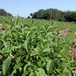 IMG_6091 cultivo stevia vivero agricultura (1)