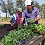 IMG_6091 cultivo stevia vivero agricultura (2)