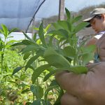 IMG_6091 cultivo stevia vivero agricultura (42)