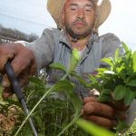 IMG_6091 cultivo stevia vivero agricultura (51)