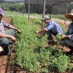 IMG_6091 cultivo stevia vivero agricultura (71)
