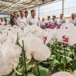 CAACUPE CARTES invernadero (18)