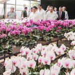 CAACUPE CARTES invernadero (20)