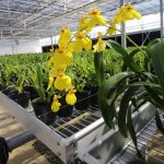 CAACUPE CARTES invernadero (22)