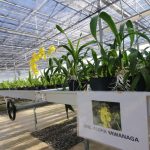 CAACUPE CARTES invernadero (23)