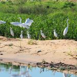 aves costanera (1)