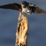aves costanera (5)