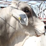 vacuno ganado agricultura