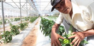 Presentan proyectos que buscan reducir la pobreza y alcanzar la seguridad alimentaria en el país cultivo _ locotes _ ip