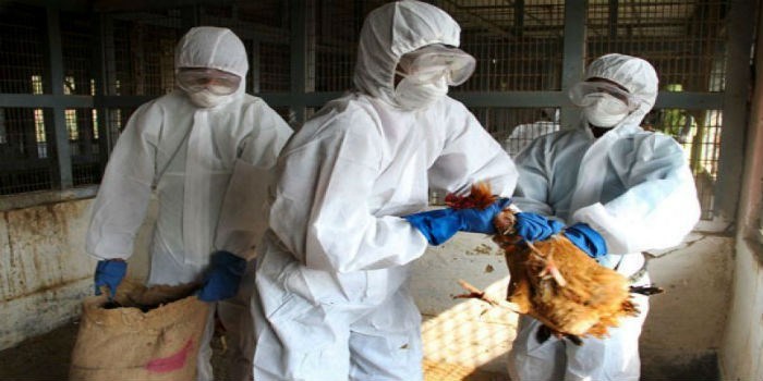 Resultado de imagen para gripe aviar en seres humanos rusia