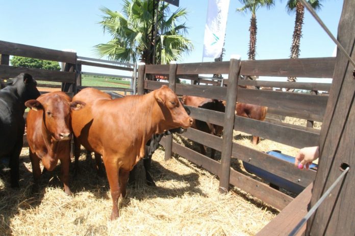 Vacas
