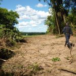 bosque rural campo