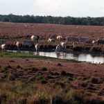 Ganado – Vacas – Tiempo-04