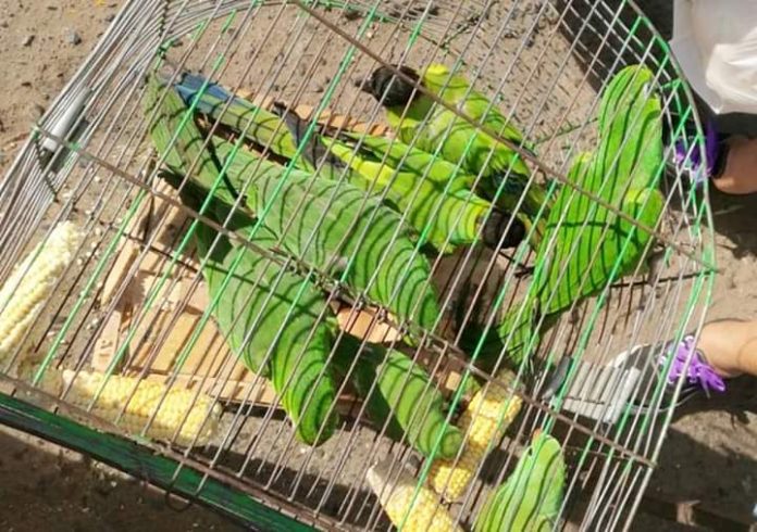 loros-animales-silvestres