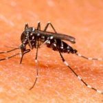 AEDES DENGUE