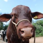 ganado-vaca-1