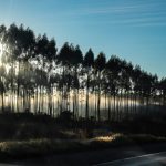 amanecer-neblina-clima-ruta-campo-vista