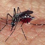 dengue