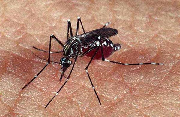 dengue