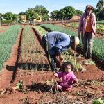agricultura huerta hortaliza familiar cultivo (1)