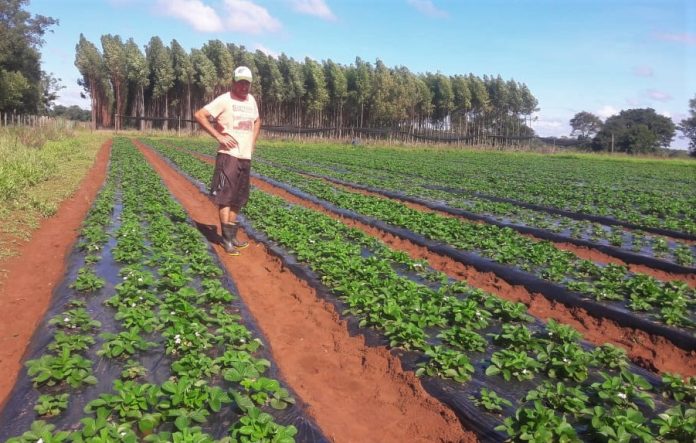 CAH - Agricultor - FRUTILLA