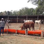 CAH – Granja