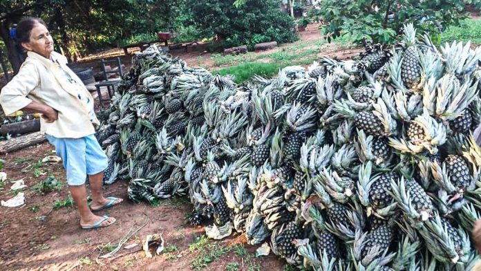 piña Senave, piña, exportación, Horqueta,