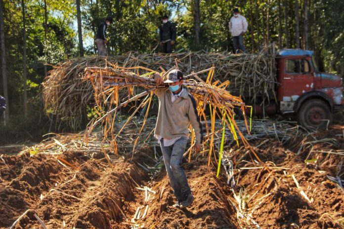 Petropar, Planta Alcoholera de Mauricio José Troche, zafra,