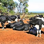 leche vacas tambo