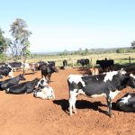 lecheras tambo vacas ganado