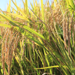 Arroz – MAG