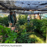 especies forestales