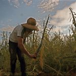 chía cultivo agricultura ip foto
