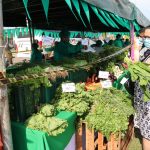Feria – MAG