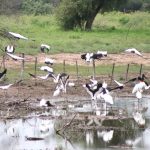 AVES