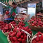 Frutillas – Feria