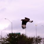 Pajaro – Costanera